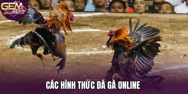 Các hình thức đá gà online 
