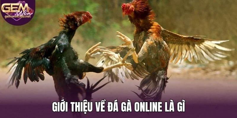Giới thiệu về đá gà online là gì