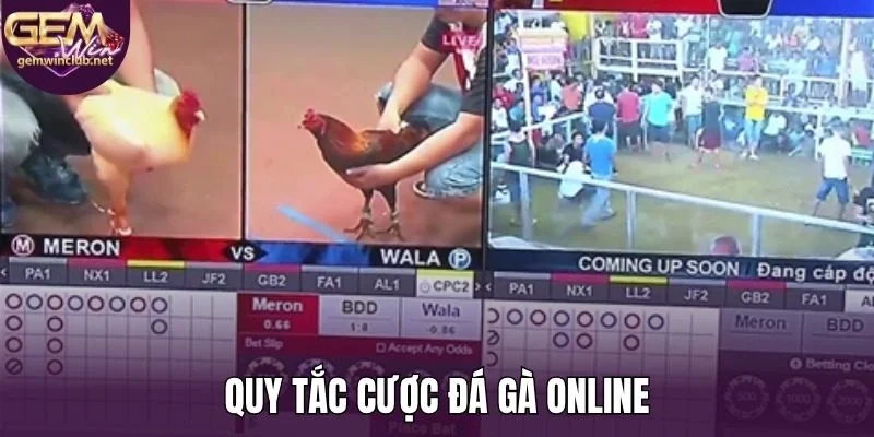 Quy tắc cược đá gà online